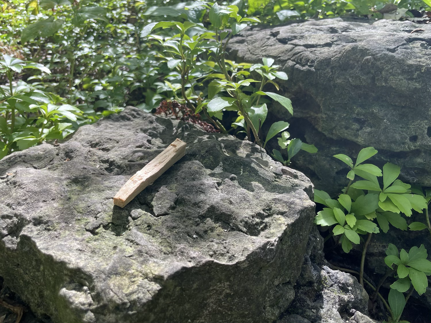 Palo Santo