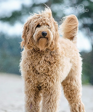 Cream- gold Australian Labradoodle Puppy -red australian labradoodle, parti australian labradoodle