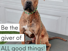 Don't be Santa to your dog!