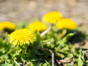 今週の20日の木曜日は春分の日、自然をたたえ、生物をいつくしむ日
