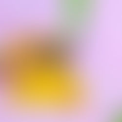 小さな羽音が、地球を支えている…。世界からミツバチが消えたら、私たちの食卓はどうなるのか|5月20日「世界ミツバチの日」