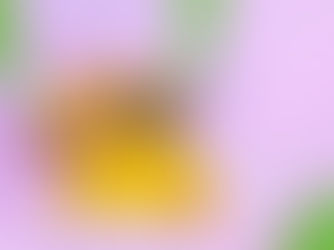 小さな羽音が、地球を支えている…。世界からミツバチが消えたら、私たちの食卓はどうなるのか|5月20日「世界ミツバチの日」