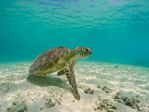 6月8日は世界海洋デー。未来の子どもたちへ残したい青い財産。