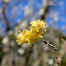 寒さが深まる前に、心と暮らしを見直す一年で最も寒い季節へ。「小寒」が伝える静かな整えの時間。