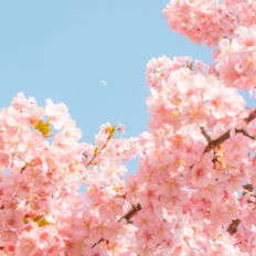 春の空気は、少しだけ優しい。4月1日の朝は、なぜか少しだけ違います。