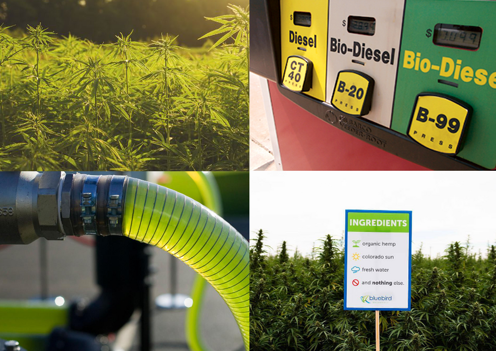 A Sustainable Alternative to Fossil Fuels Hemp & Biofuel