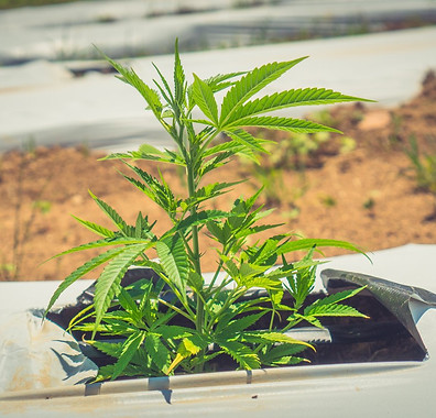 hemp plant