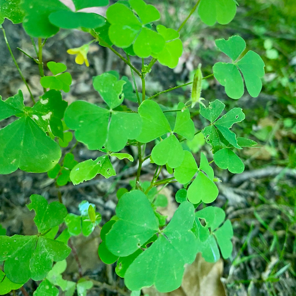 Wood Sorrel