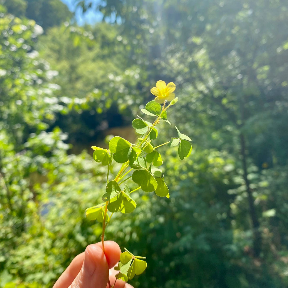 Wood Sorrel