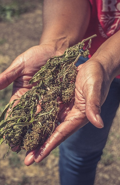 hemp buds dried