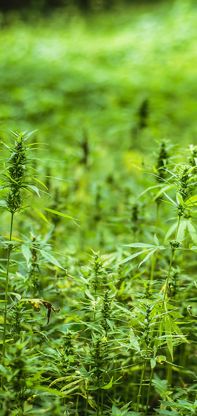 Hemp plants in field