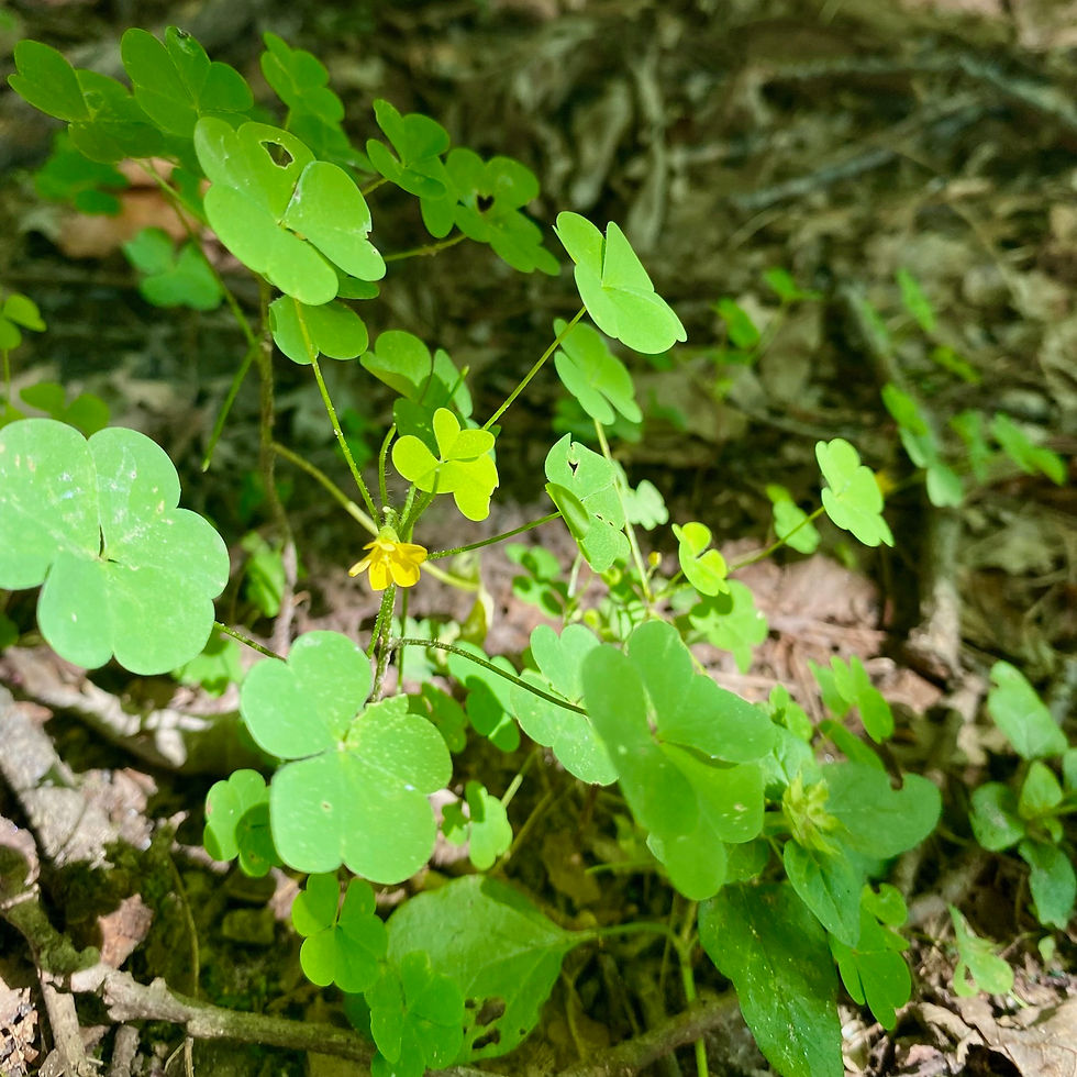 Wood Sorrel