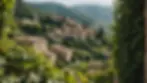 Vineyard in Italy