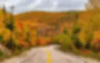 trees and highway