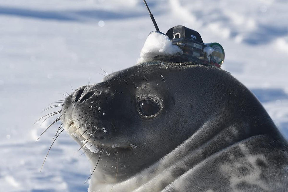 Elephant seals equipped with sensors are revealing the ocean’s secrets. C. McMahon IMOS, Author provided (no reuse)