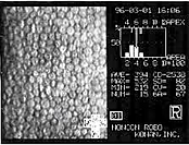 Microscopia especular León