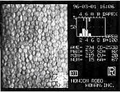 Microscopia especular León