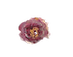 flores Maryela (1).PNG