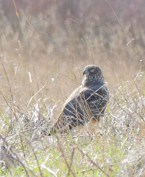 Northern harrier 2_edited.jpg