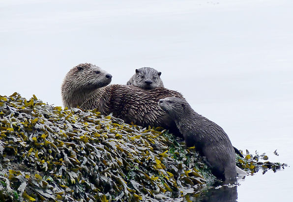 River otters 2 web.jpg