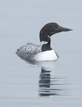 Loon 1.jpg