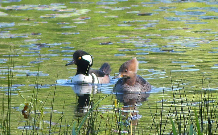Mom and dad 1_edited.jpg