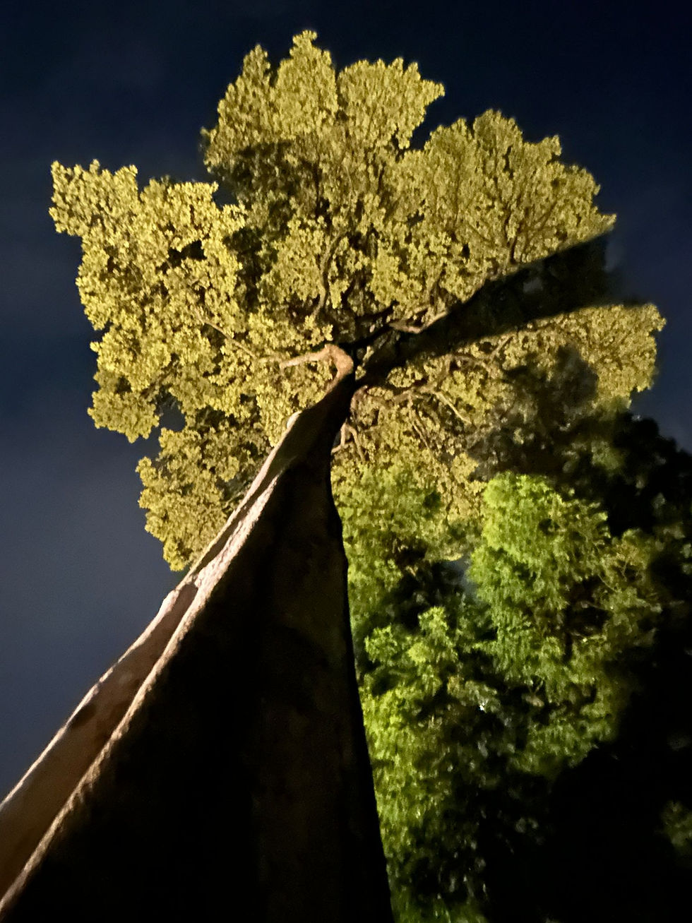 Vriendschap met Bomen - Amitié avec les arbres - Friendship with Trees (NL/FR/EN)