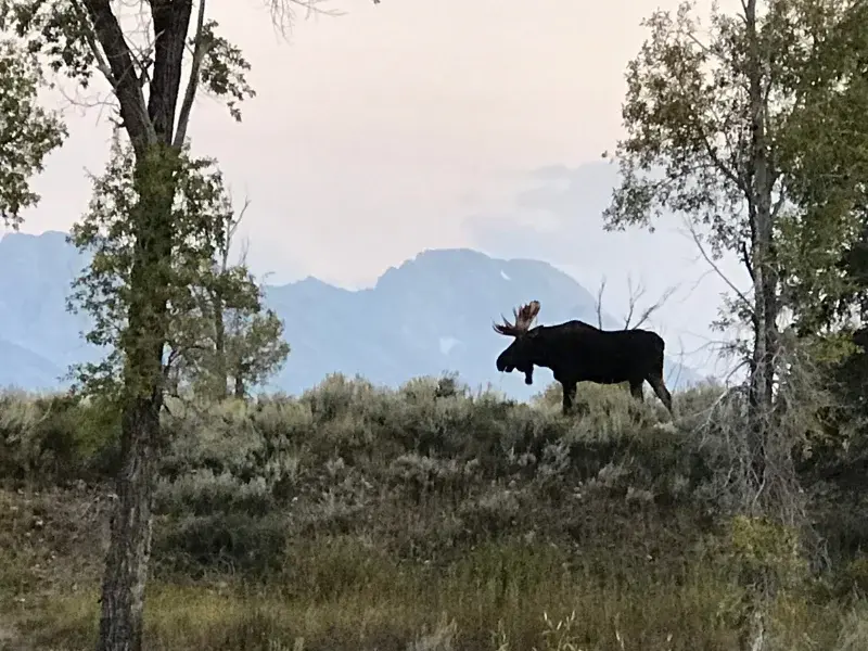 a large moose stands on a hillside in front of the Teton mountains