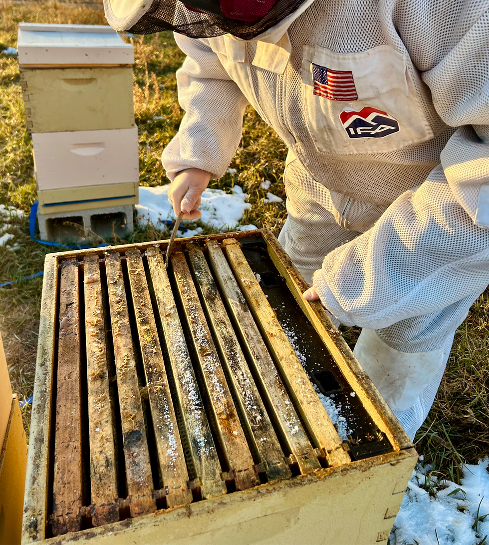 Spring Check‑In at the Hives