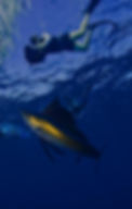 simon & Sailfish 2_edited.jpg