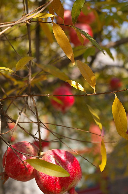 Pomegranate tree