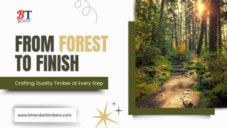 A sunlit forest path with lush greenery, promoting high-quality timber, emphasizing the journey from forest to finished timber.