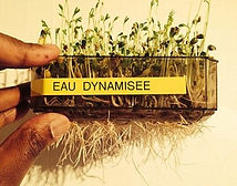 La meilleure pousse de graines germées grâce au dispositif Oli-dyn est la peuve biologique qu'il s'est bien passé quelque chose au coeur de l'eau. La qualité n'est plus la même et la vie apprécie !