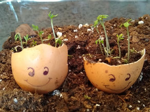 Hairy Eggs