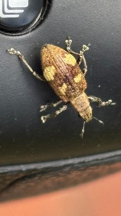 Gorgojo