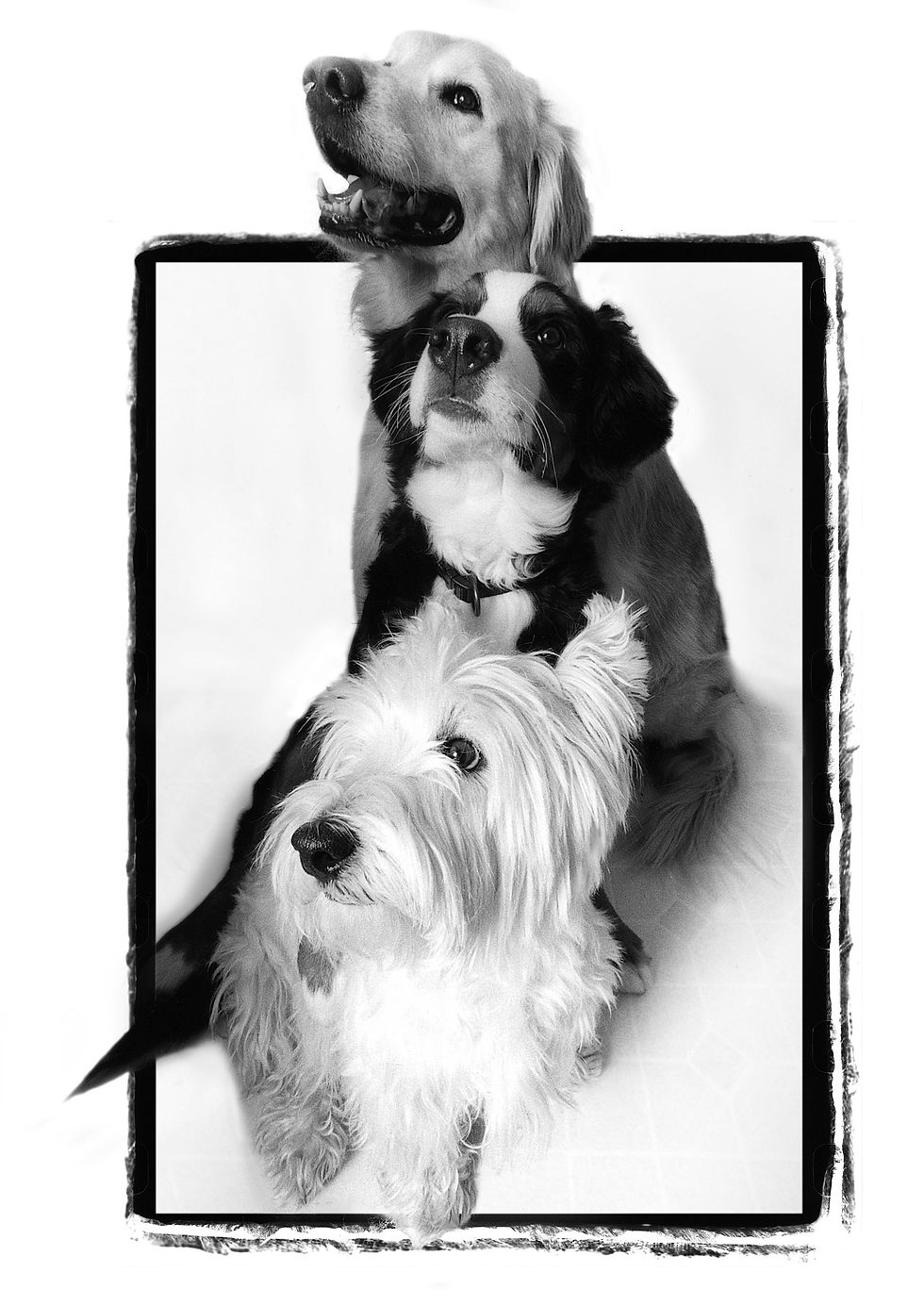 Murphy, Kelly & Snowy