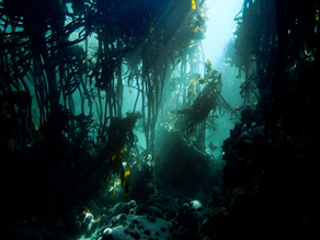 The enchanted underwater forest