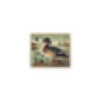 Thumbnail: T1C Wood Duck Stamp Decal