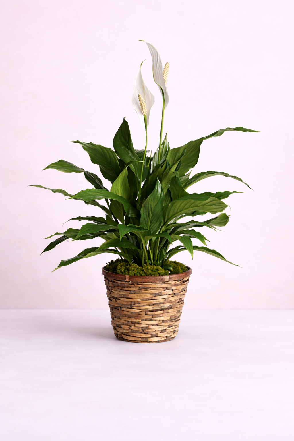 Peace Lily