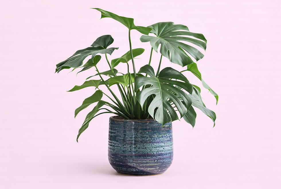 Thumbnail: Potted Plant