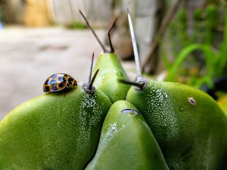 02 | Backyard Biosphere