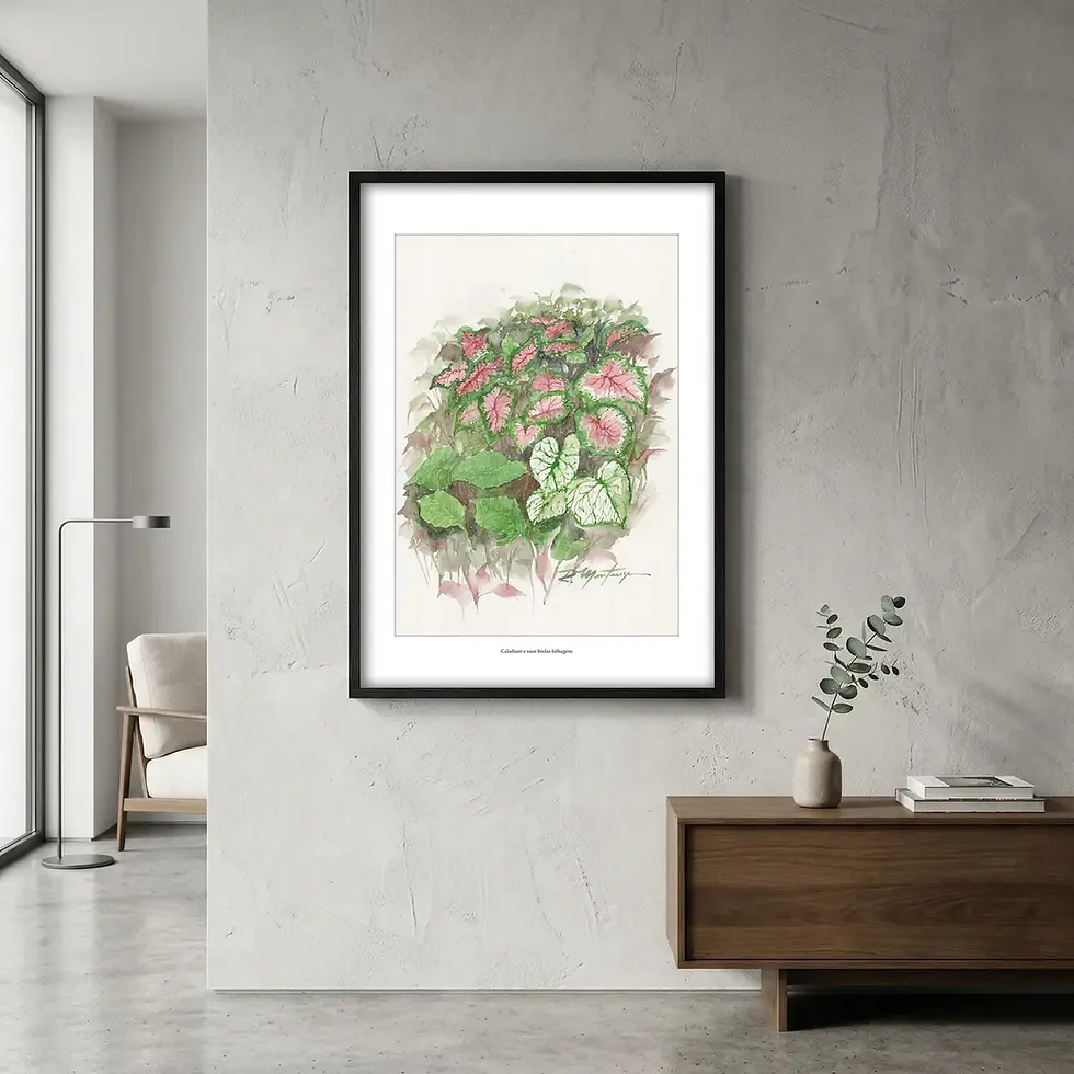 Miniatura: Caladium e suas lindas folhagens