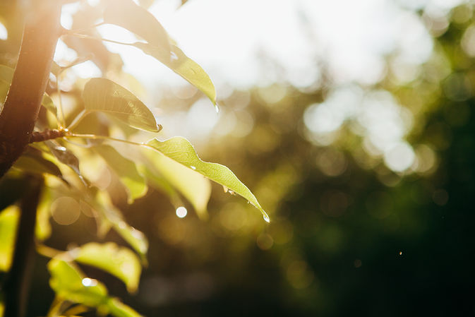 Sunlight shining through green leaves with water droplets