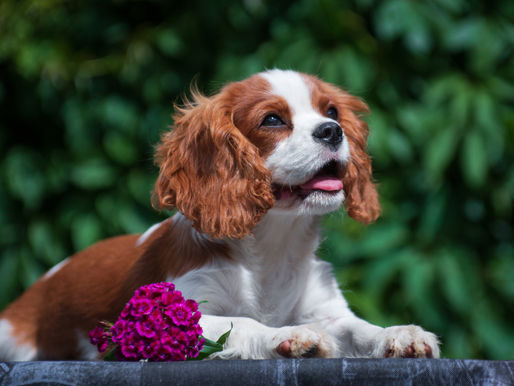 Caring for Your Cavalier Puppy: A Guide to Raising a Gentle Companion