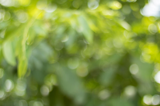 defocused-image-tree-against-blurred-background.jpg