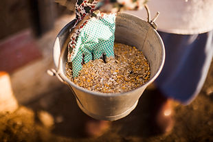 person-hand-holding-bucket-with-fodder.jpg