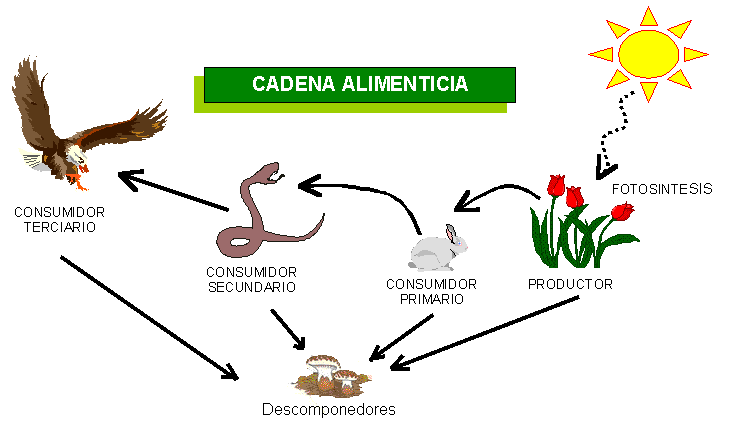0-Cadena-alimenticia.gif