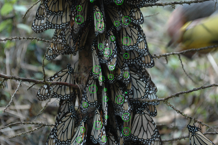 Reconocimiento e identificación de especies con fotografías
