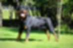 Rottweiler Alemán