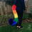 Thumbnail: Rainbow Cat Tail